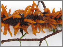 Gymnosporangium clavariiforme small