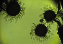 Sawadaea bicornis 004 med Bookham 081011 VCH